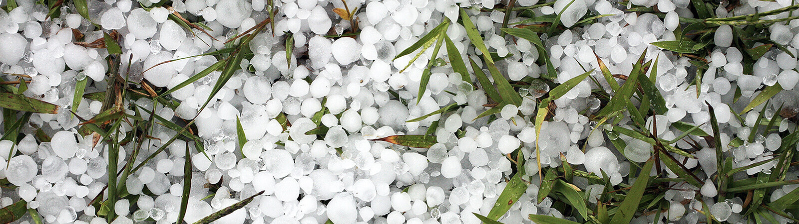 Large hailstones pilled on grass in backyard after storm